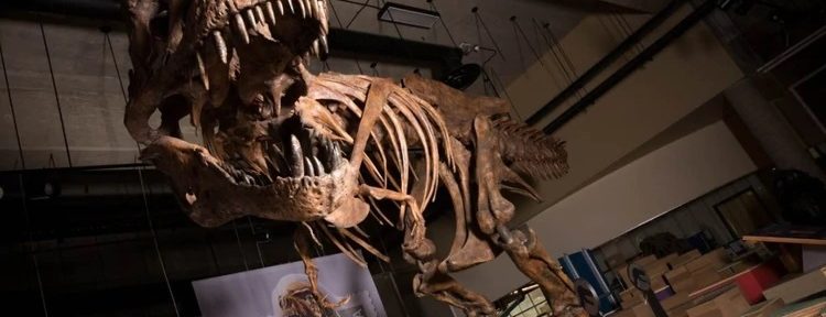Confirmaron en Canadá el hallazgo del Tiranosaurio Rex más grande del mundo
