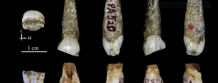 El misterio de los dientes fósiles: cuatro piezas podrían pertenecer a una especie humana desconocida