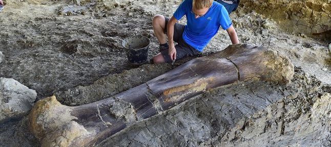 Hallaron en Francia el fémur del dinosaurio más grande del planeta: mide 2 metros, pesa media tonelada