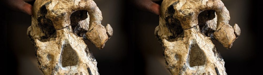 Evolución: el cráneo de un antiguo ancestro sacude el árbol genealógico humano
