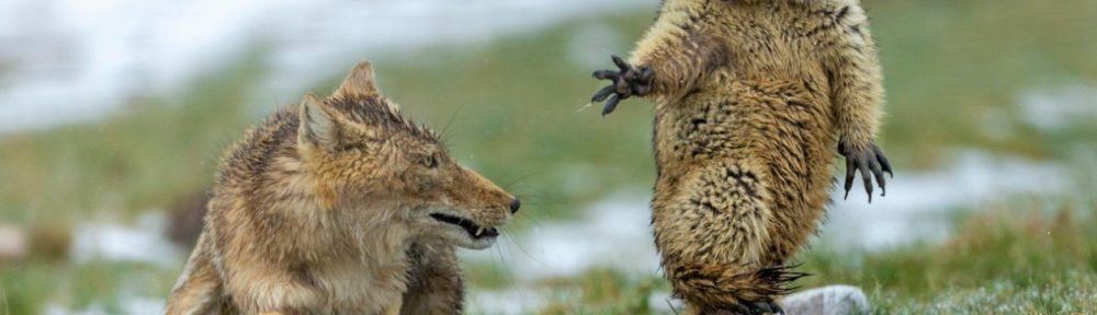 La historia detrás de la premiada foto del zorro y la marmota