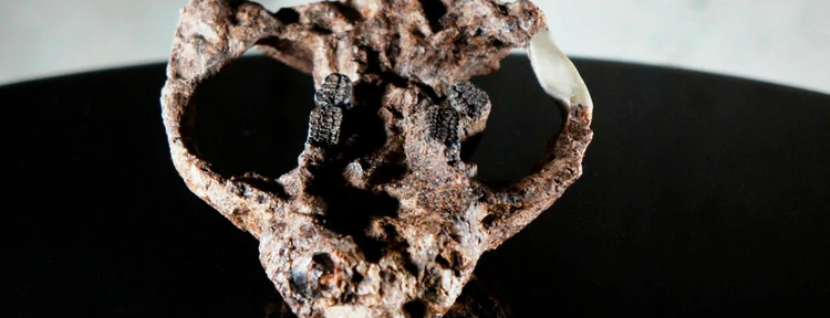 Nuevas pistas sobre cómo la vida en la Tierra sobrevivió al asteroide que terminó con los dinosaurios