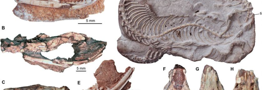 Las serpientes tenían patas traseras hace millones de años, según revelan fósiles hallados en Río Negro