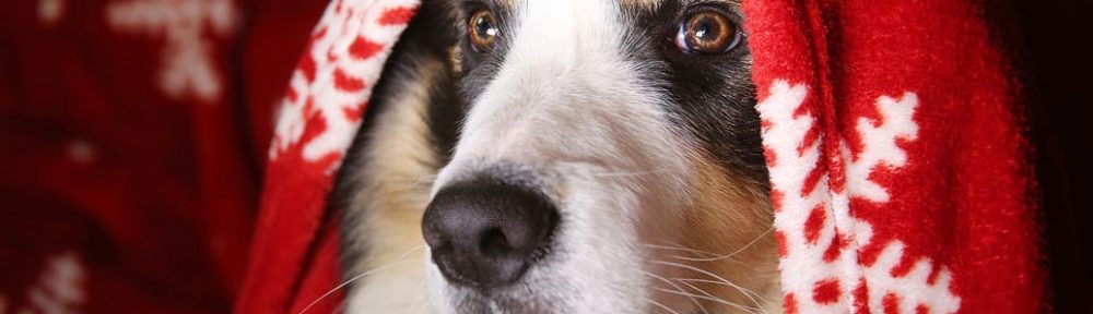 Navidad y Año Nuevo: hay programación especial en TV para que los perros no sufran la pirotecnia