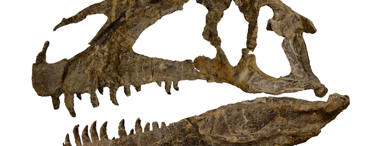 Descubrieron en Chubut uno de los dinosaurios carnívoros más antiguos del Jurásico