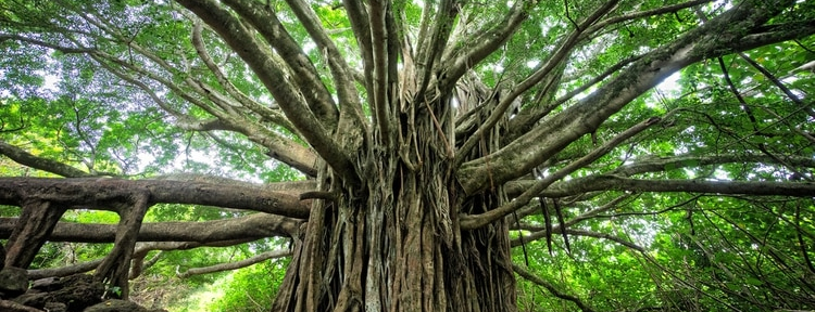 Cómo aprender del pasado a partir del armado de un árbol genealógico