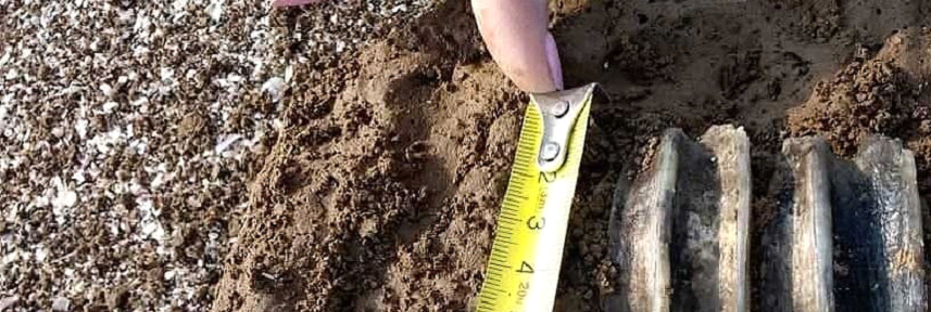 Una familia halló restos fósiles de entre 10 mil y 25 mil años en una playa de Monte Hermoso