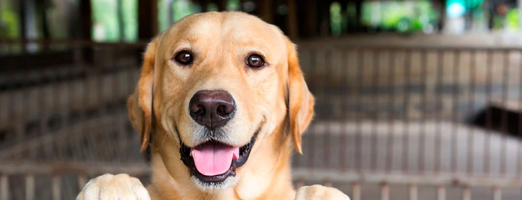 Cuáles son los nombres de perros y gatos más elegidos por los argentinos