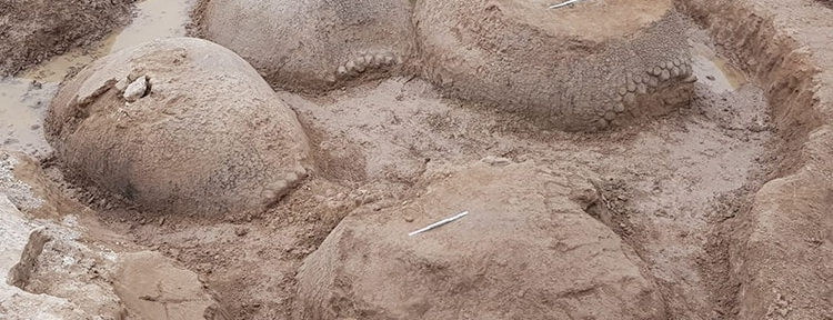 Hallaron restos de cuatro gliptodontes en Bolívar