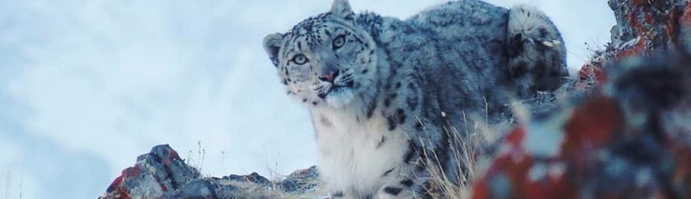 Efecto pandemia: captaron al leopardo de las nieves por primera vez en años