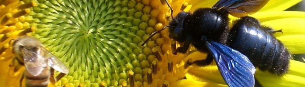 Apareció un ejemplar de la abeja azul, una especie rara y que se creía extinta