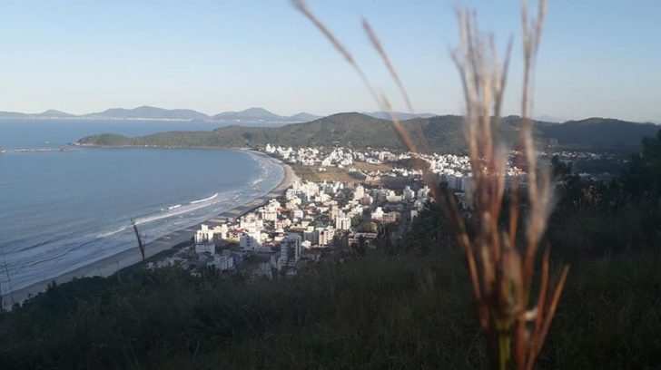 palmas2