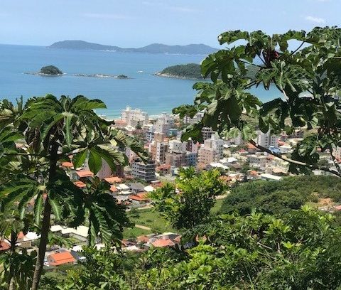 Palmas 1 (2)