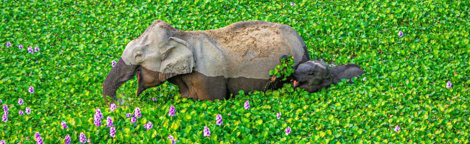 Estas son las fotografías más divertidas del reino animal en 2020