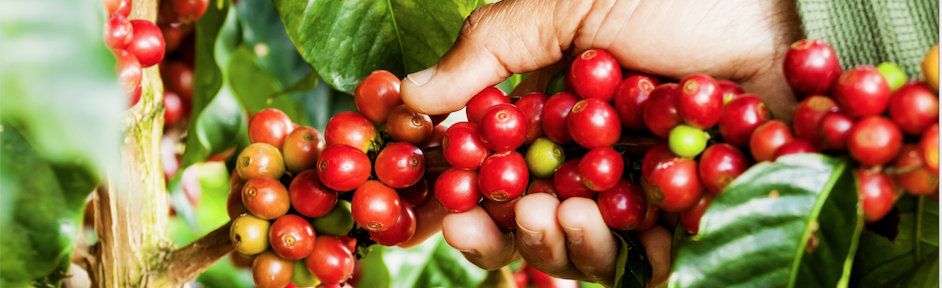 Un argentino en Brasil: Historia del café