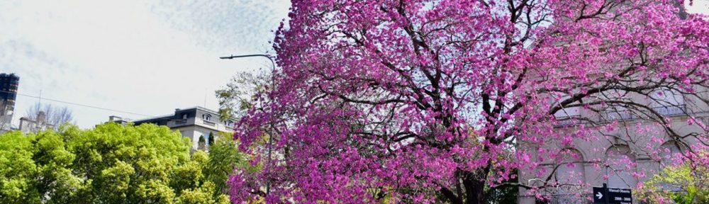 Fotogalería: la ciudad de Buenos Aires florece con sus lapachos