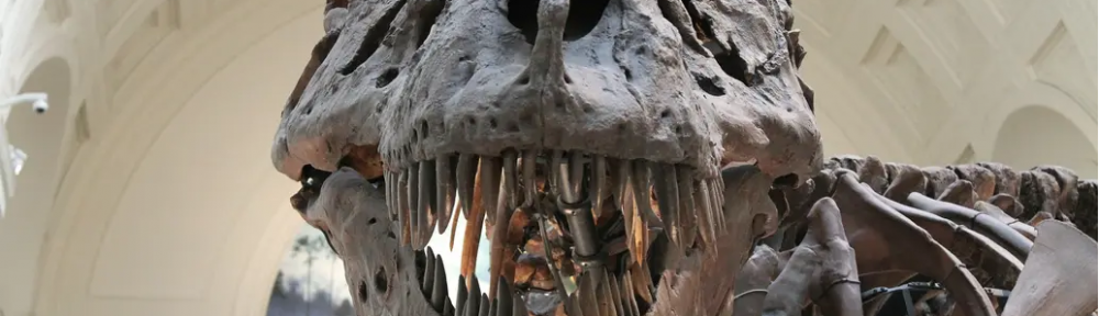 Se subastó un Tyrannosaurus Rex a un precio récord para un dinosaurio