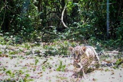 Yaguaretés en el Iberá: nacieron dos cachorros y avanza con éxito su reintroducción