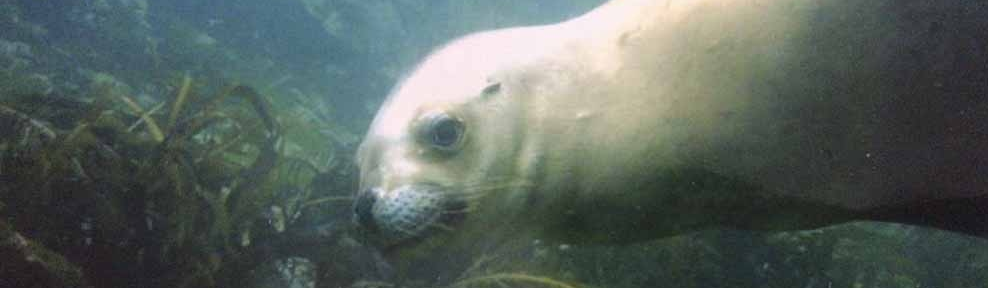 Entre Tierra del Fuego y la Antártida, un refugio para la naturaleza