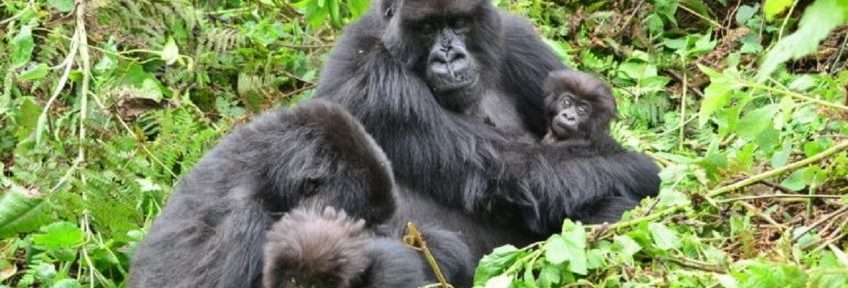 Sorpresa y preocupación: dos gorilas se contagiaron de coronavirus