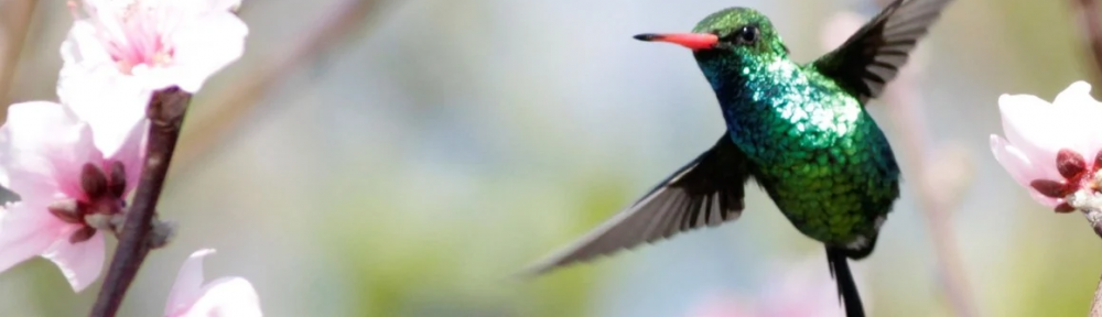 El picaflor verde: la sorprendente criatura que aletea 80 veces por segundo y fue declarada ave emblema de la Ciudad de Buenos Aires
