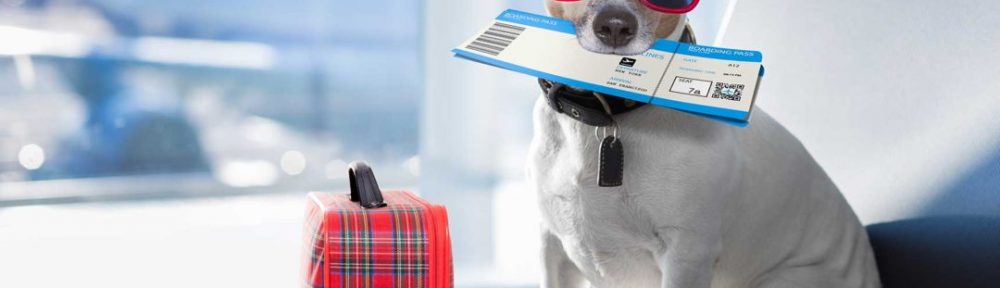Turismo con mascotas: el perro o el gato, un viajero más, pero con sus requisitos.