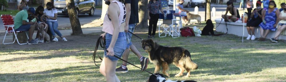 Abren la primera escuela gratuita para perros del Conurbano: cinco claves para adiestrarlos