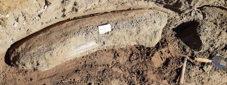 La sequía y la bajante del río Salado permitieron hallar restos fósiles de más de 10 mil años en Junín