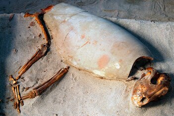 Descubren un gran cementerio de animales que podría ser el más antiguo del mundo