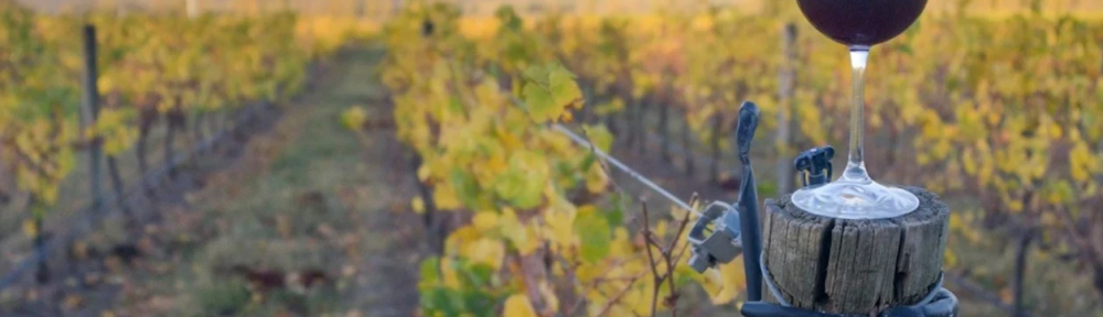 Escapadas: cómo es la Ruta del Vino bonaerense y qué bodegas visitar