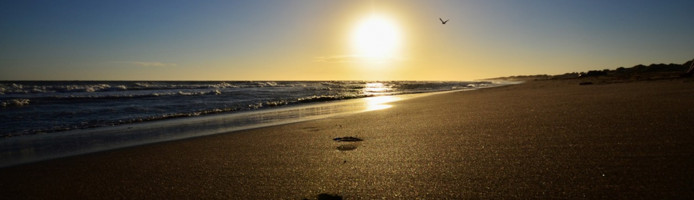 Tras los pasos de Darwin, entre la playa y el bosque de Pehuen Co