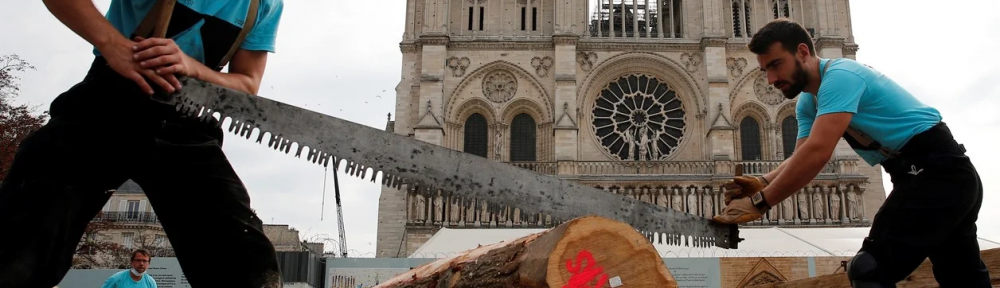 Eligieron los 8 robles con los que construirán la aguja de Notre Dame de París