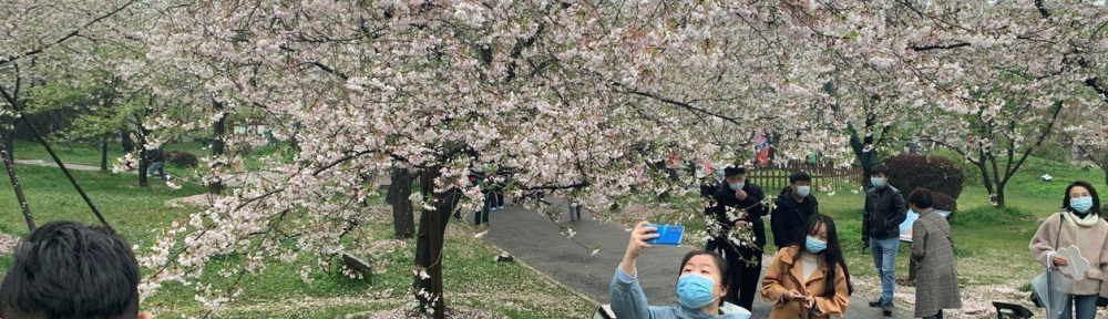 Wuhan vuelve a celebrar su festival de los cerezos en flor