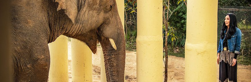 Cher y el elefante más solitario del mundo tienen su propio documental y lo estrenaron en el Día de la Tierra