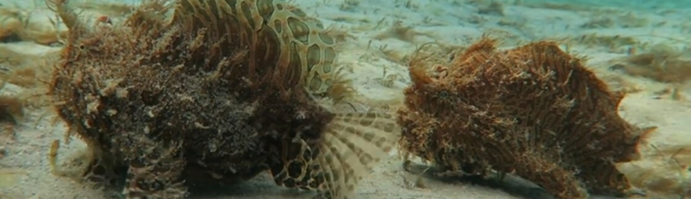 Graban a extraños peces peludos que “caminan” en el fondo de un lago