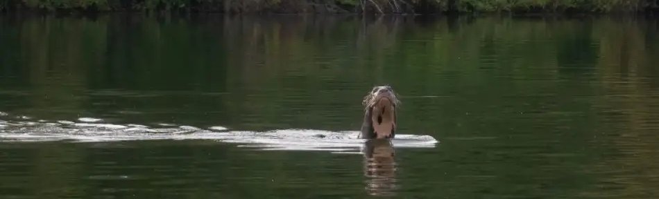 En Chaco se redescubrió una nutria gigante, especie que se creía en extinción