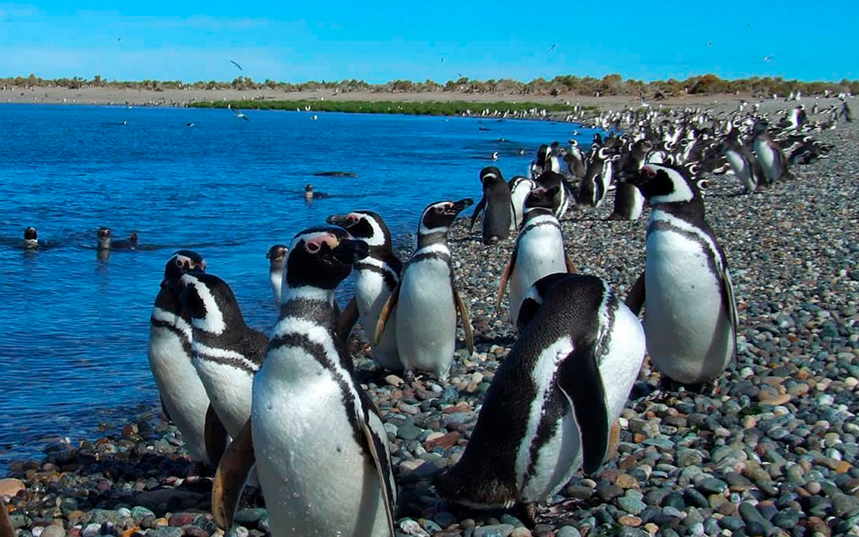 Explorando la maravilla natural de Puerto Madryn