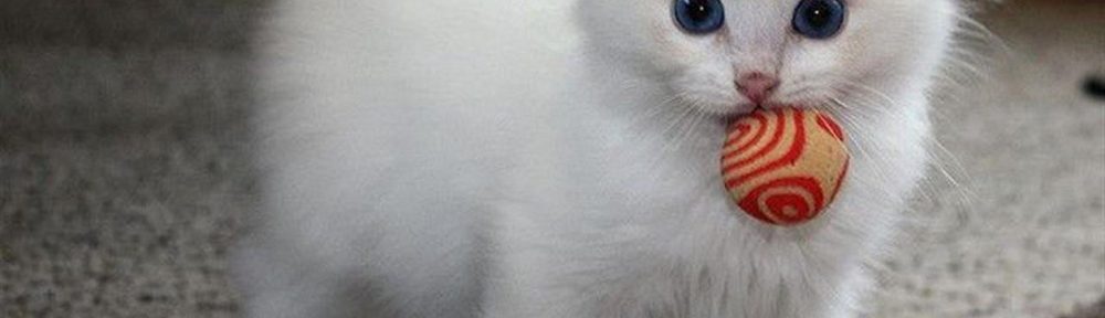 Cuáles son las 10 razas de gatos más cariñosas y compañeras