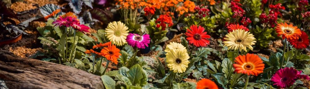 Se realiza la Fiesta Nacional de la Flor, con la participación de artistas de primer nivel y actividades para toda la familia