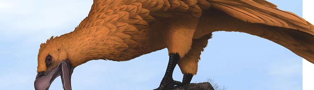 En Argentina, descubrieron los fósiles de las aves voladoras más gigantescas de todos los tiempos