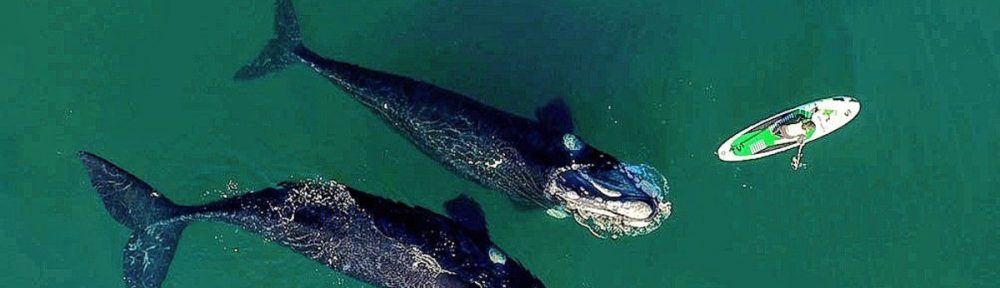 Ballenas en Puerto Madryn: la historia detrás de las imágenes que recorren el mundo