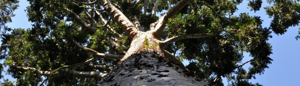 Cómo es el único “árbol de cristal” de América: está en el GBA, fue vandalizado y corre riesgo de morir