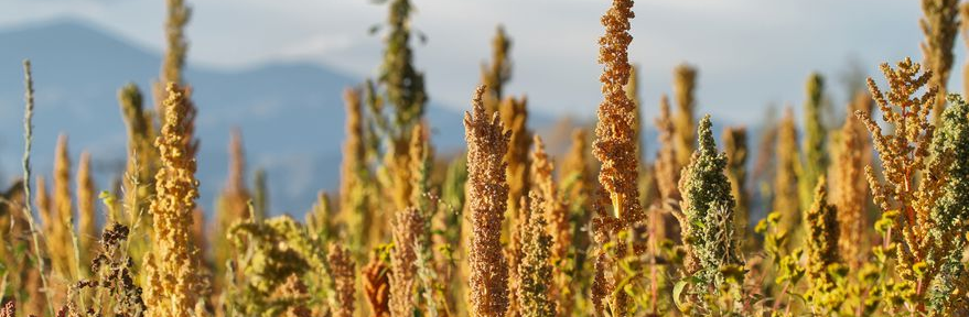 El alimento de más de 5000 años que vive un boom internacional