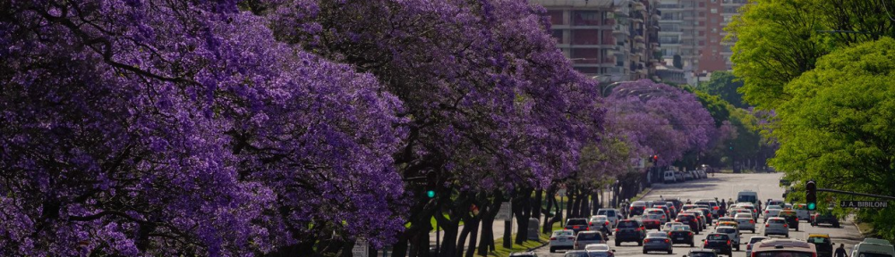 Explosión lila en Buenos Aires: florecieron los jacarandás, los árboles “emblema” de la Ciudad
