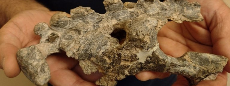 Hallaron en San Pedro restos fósiles de un animal que vivió hace 500 mil años