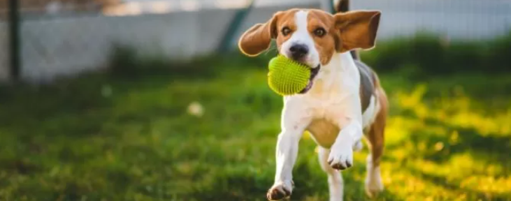 Guarderías de perros y gatos: cuánto cuesta el hospedaje en las vacaciones