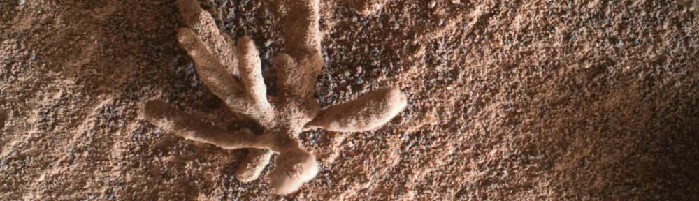 La extraña «flor» que el Curiosity encontró en Marte