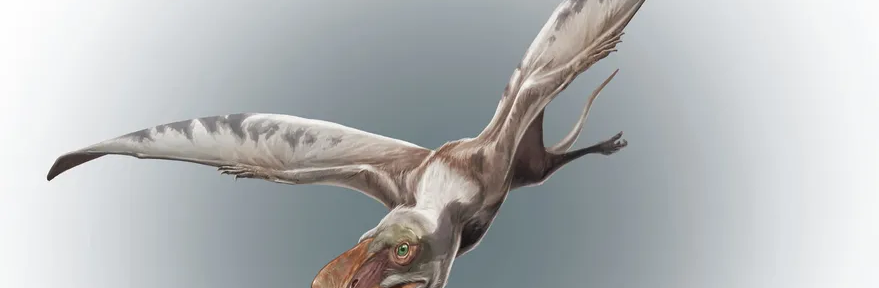 San Juan: encontraron los primeros restos de reptiles voladores en el Hemisferio Sur y pusieron en jaque el origen de la especie