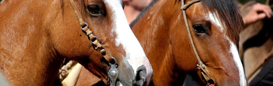 Vuelve “Nuestros Caballos” a La Rural con actividades para profesionales y para toda la familia