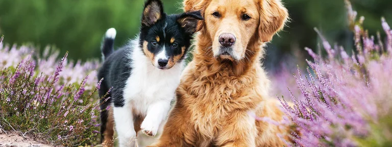 Cómo surgieron los perros domésticos y cuales son las características comunes en todas las razas